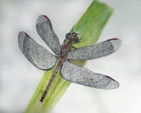 NEW! Drawn to Drawing (beg./int.)