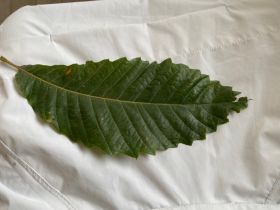 Walk on the Wild Side: An Exploratory Workshop for Families